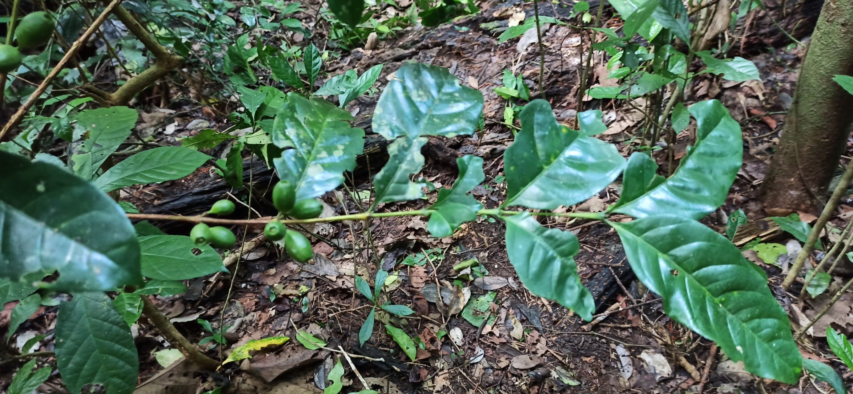 Coffea fotsoana habit