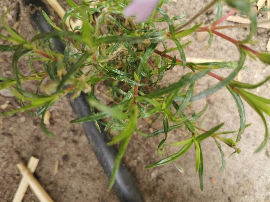 Phlox diffusa — search result for 'Phlox'