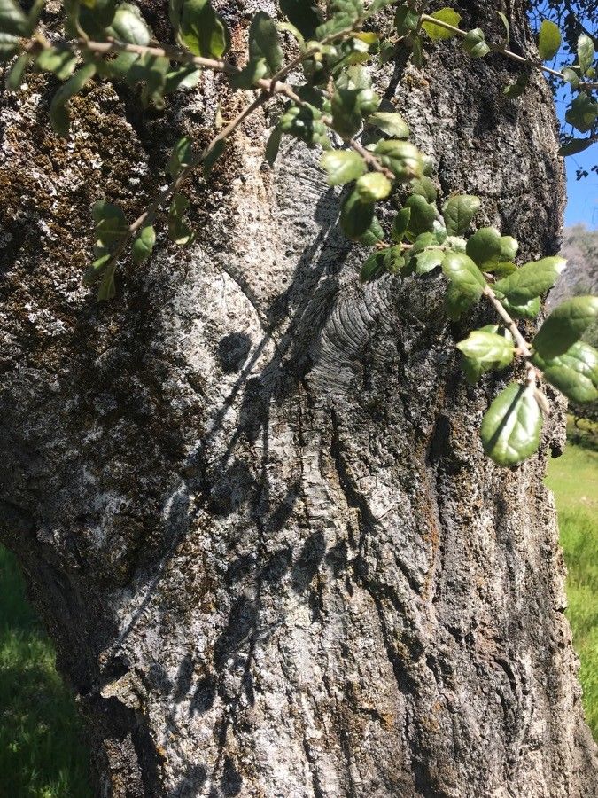 Quercus chrysolepis bark