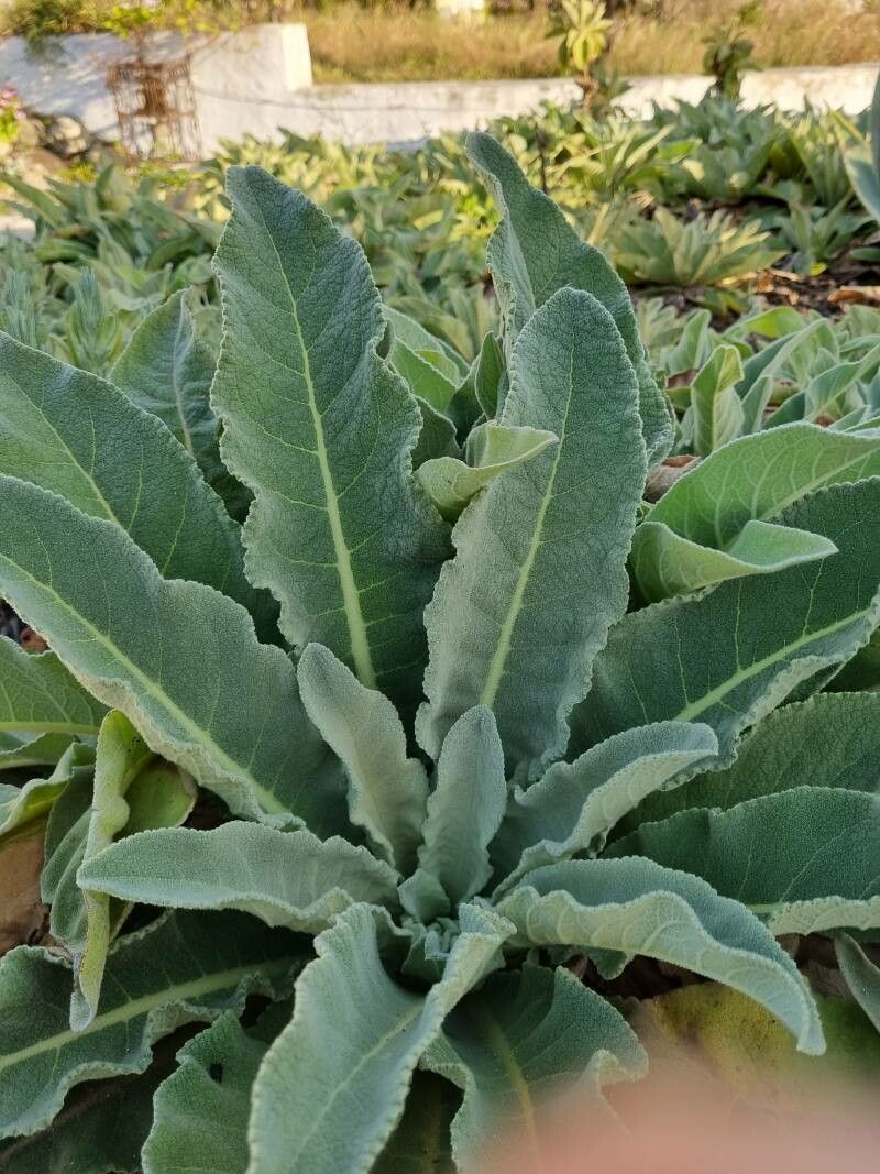 Verbascum litigiosum — search result for 'Verbascum'