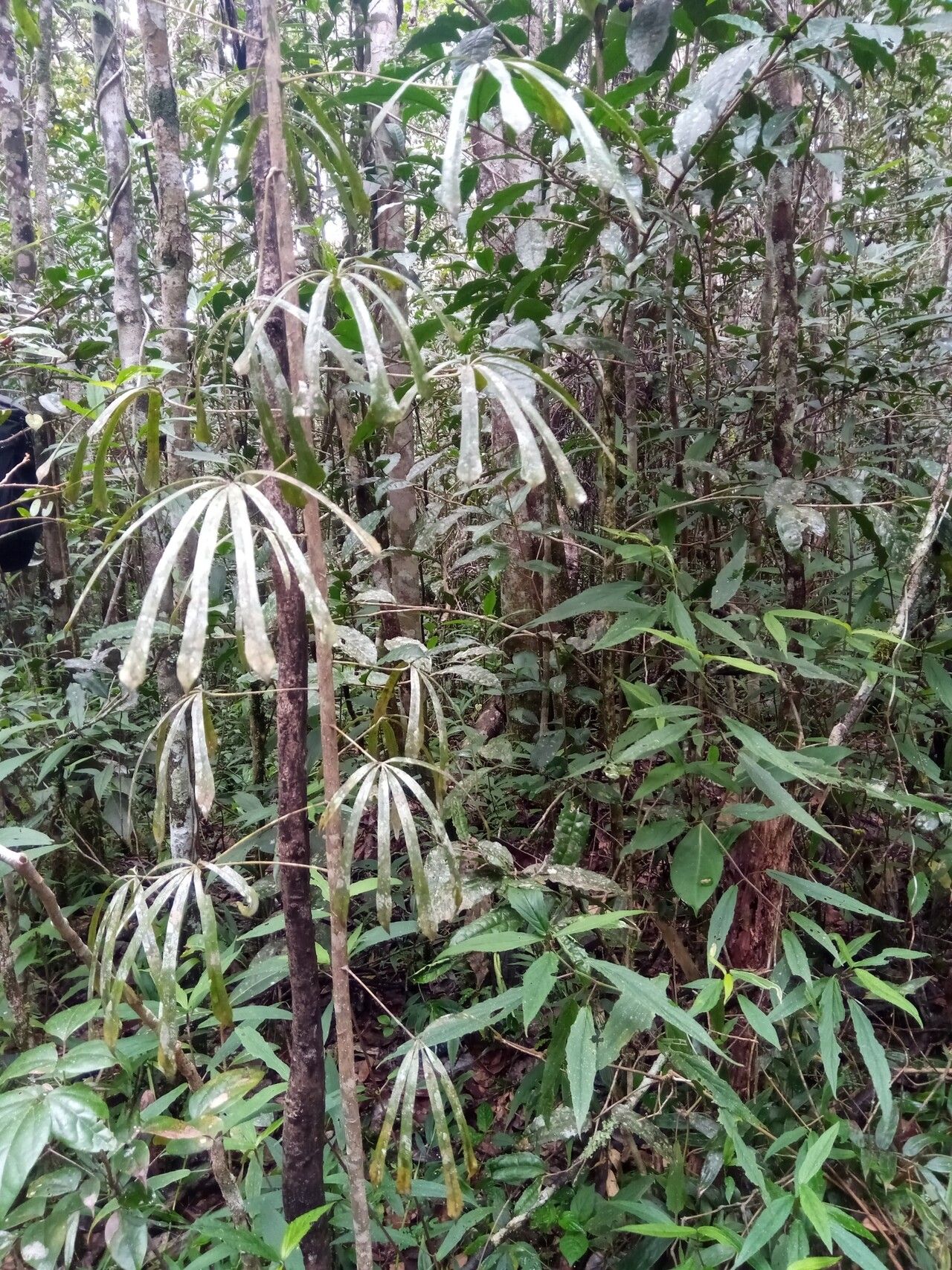 Astropanax humblotianus habit