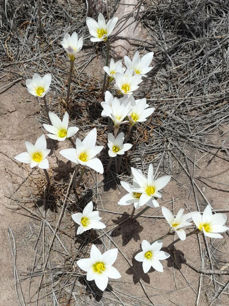 Zephyranthes andalgalensis habit