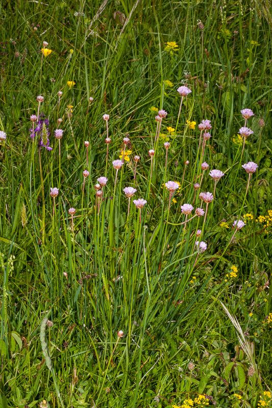 Armeria seticeps — houseplant care guide