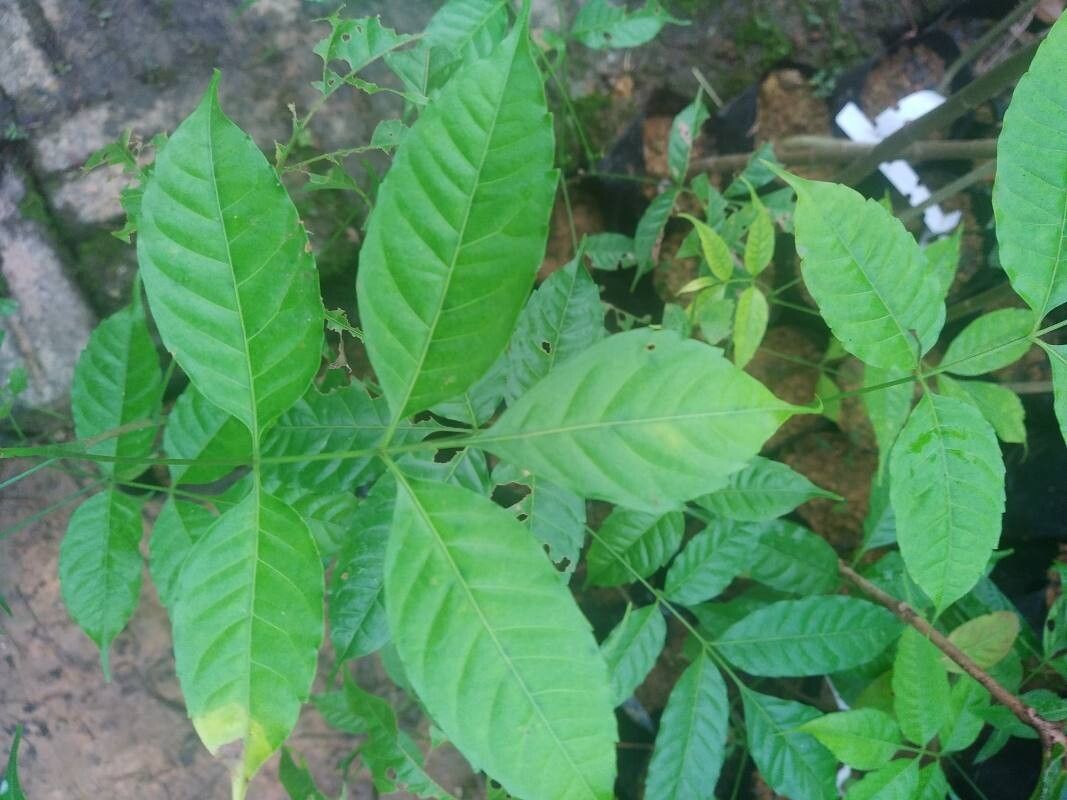 Azadirachta excelsa leaf