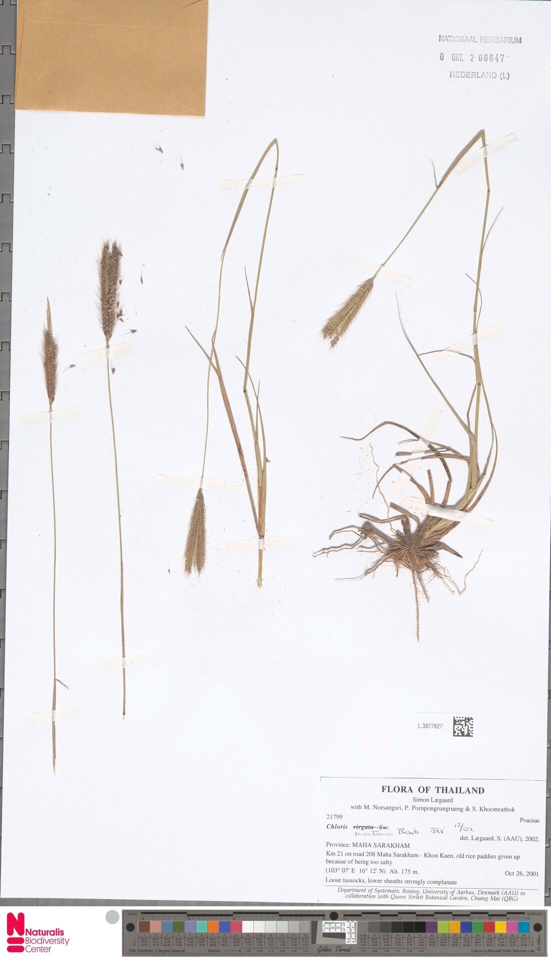 Chloris montana — houseplant care guide