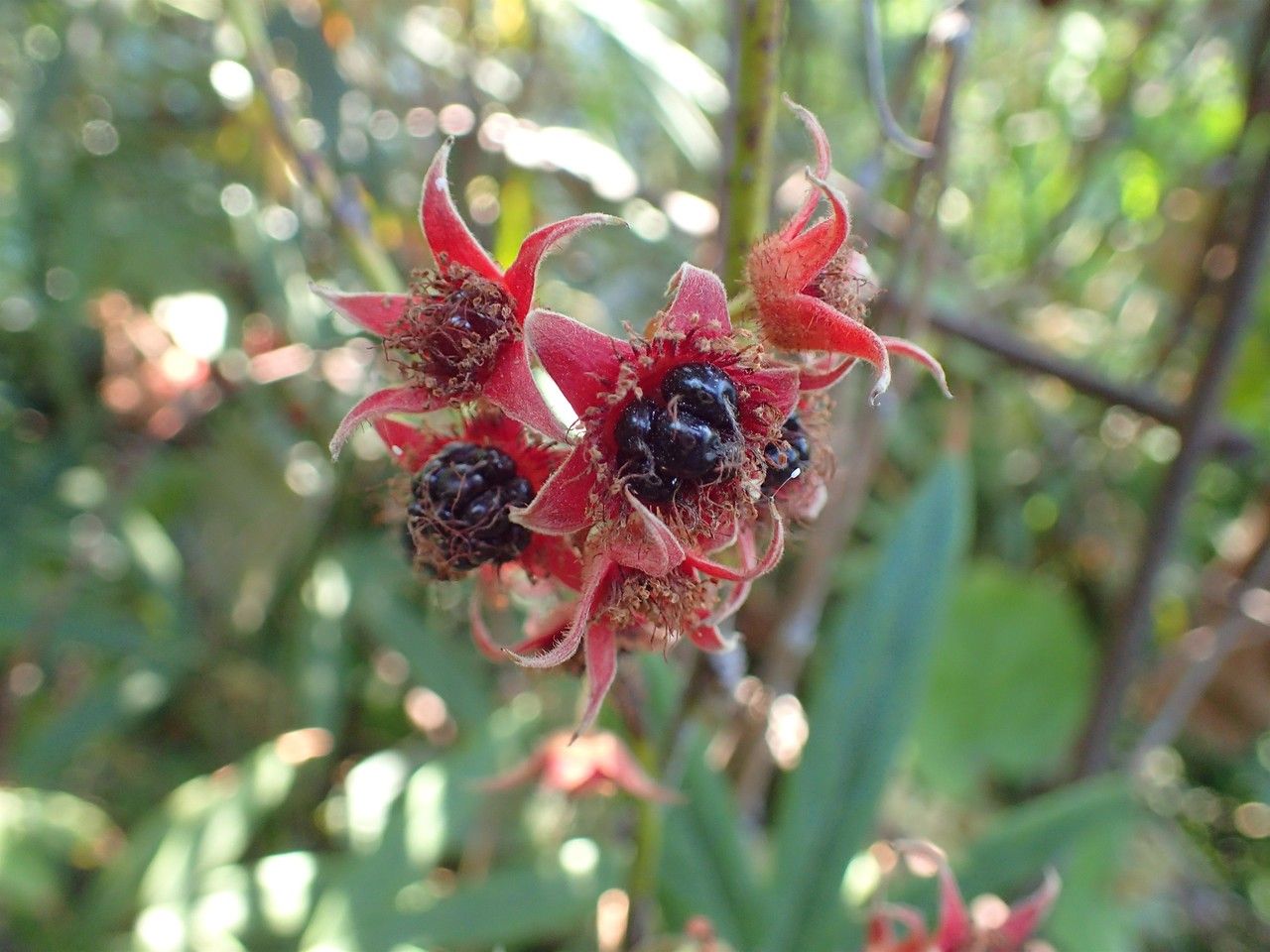 Rubus bambusarum fruit