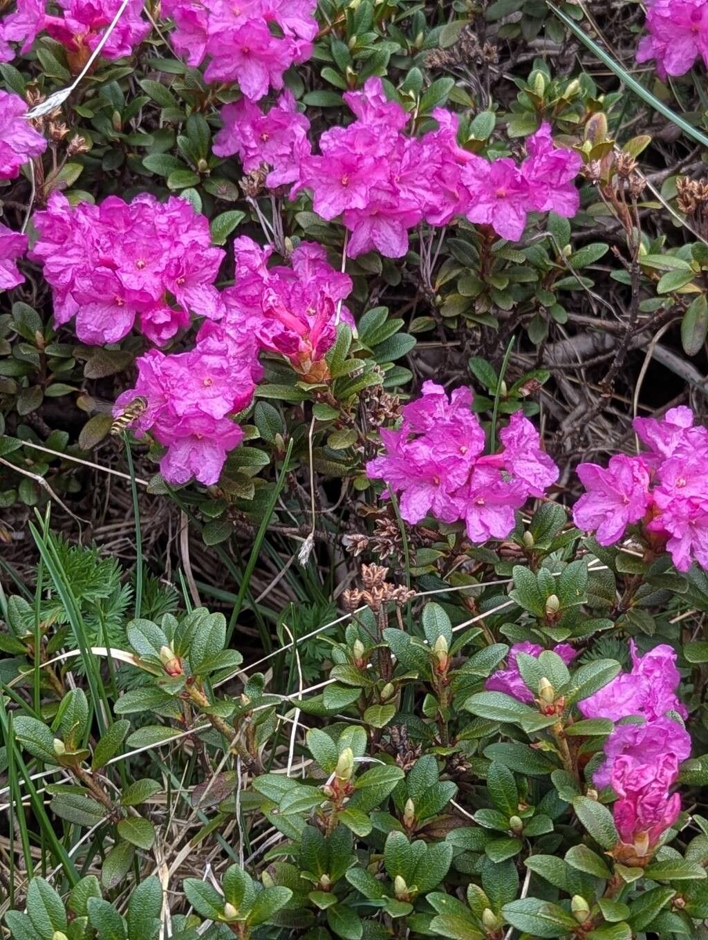 Rhododendron kotschyi — houseplant care guide