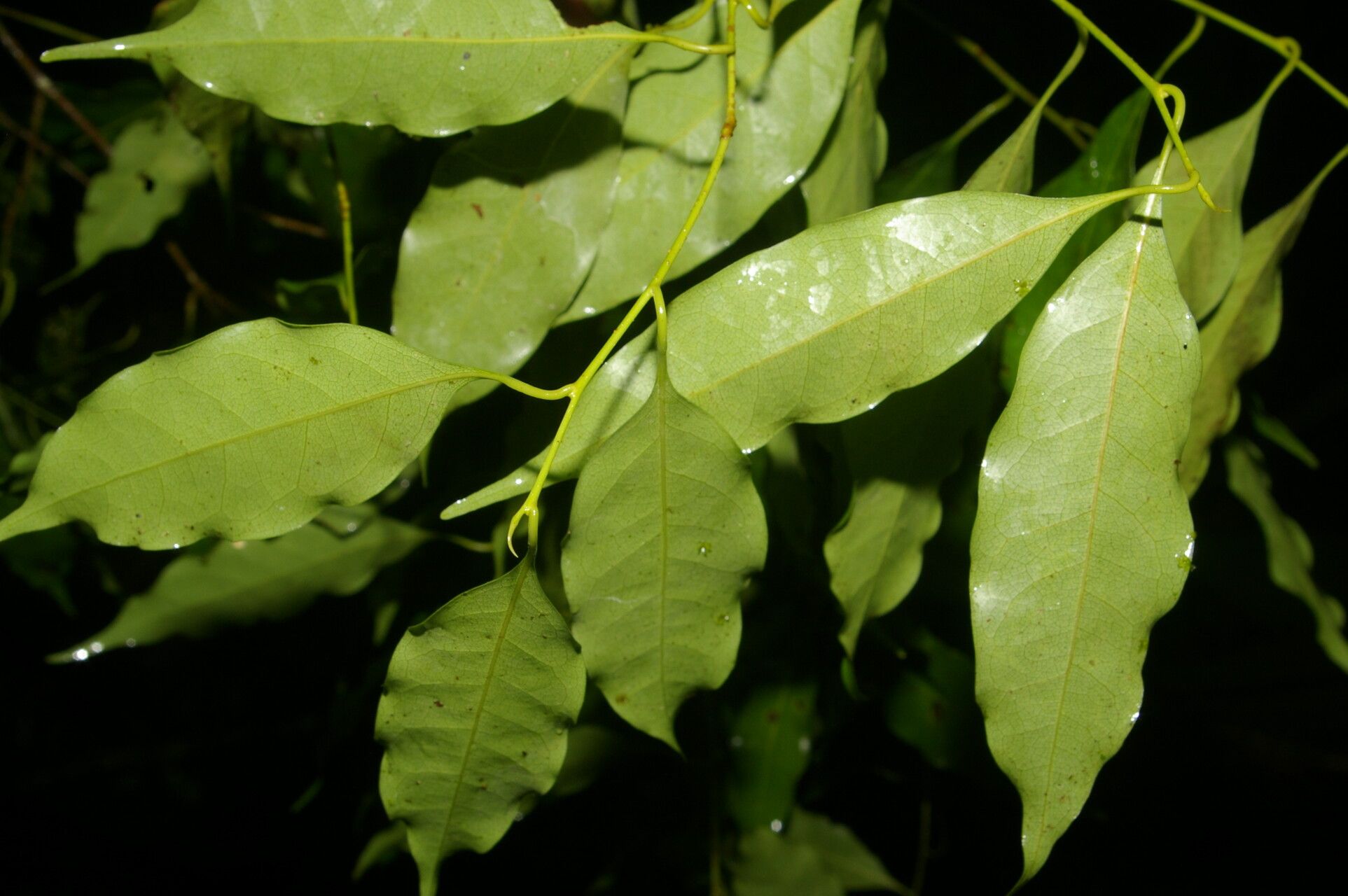 Licaria misantlae leaf
