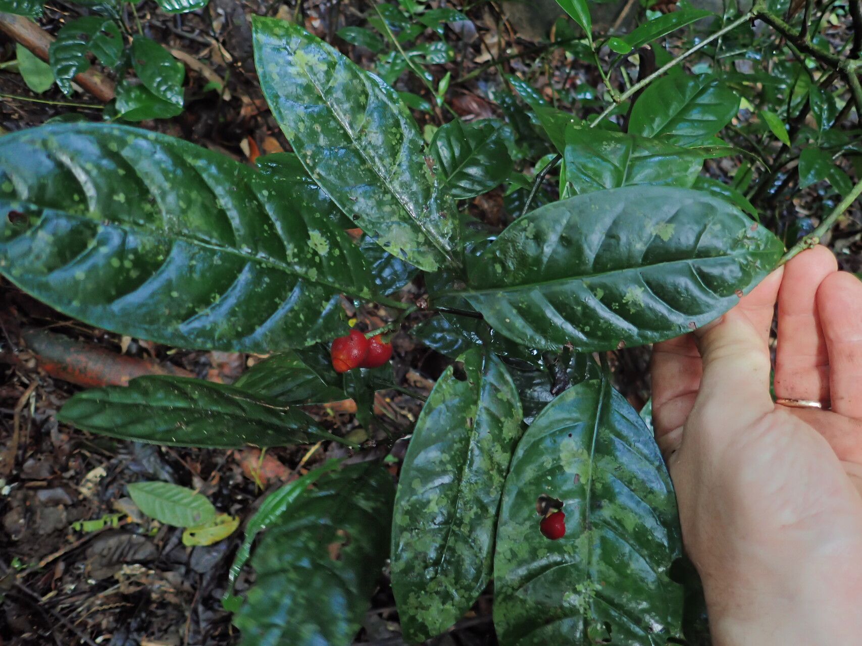 Psychotria brachyantha — houseplant care guide