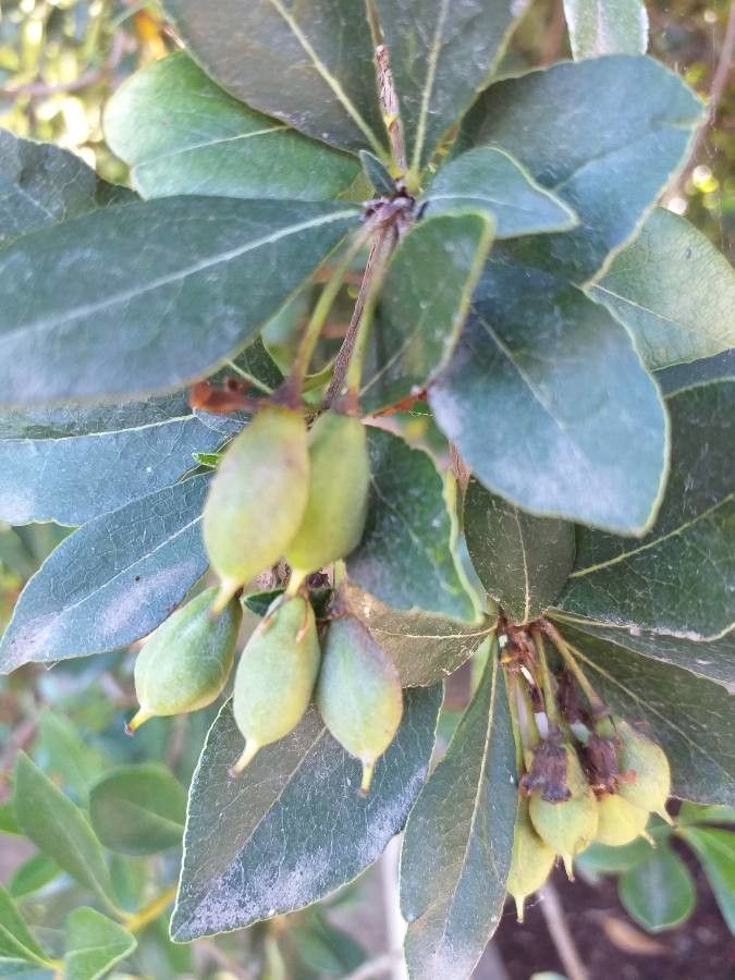 Rhaphiolepis umbellata fruit