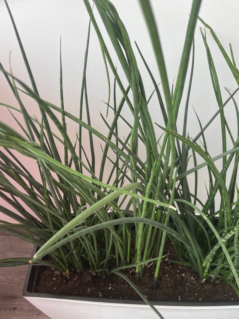 Dracaena bacularis flower