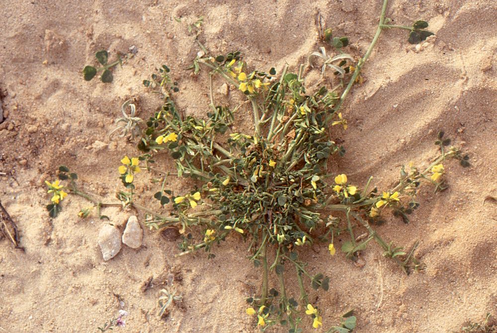 Trigonella maritima — houseplant care guide