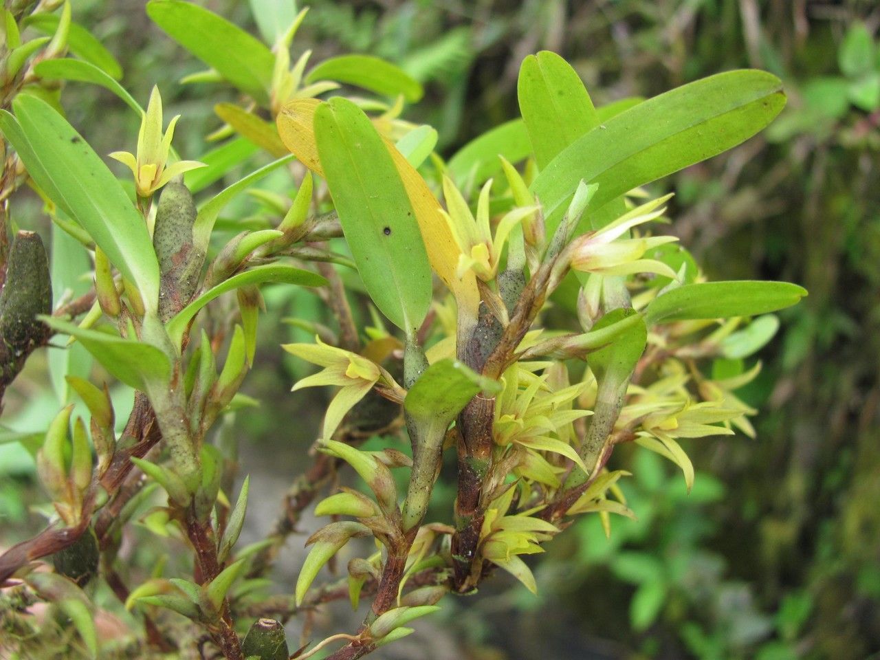 Camaridium microphyton habit