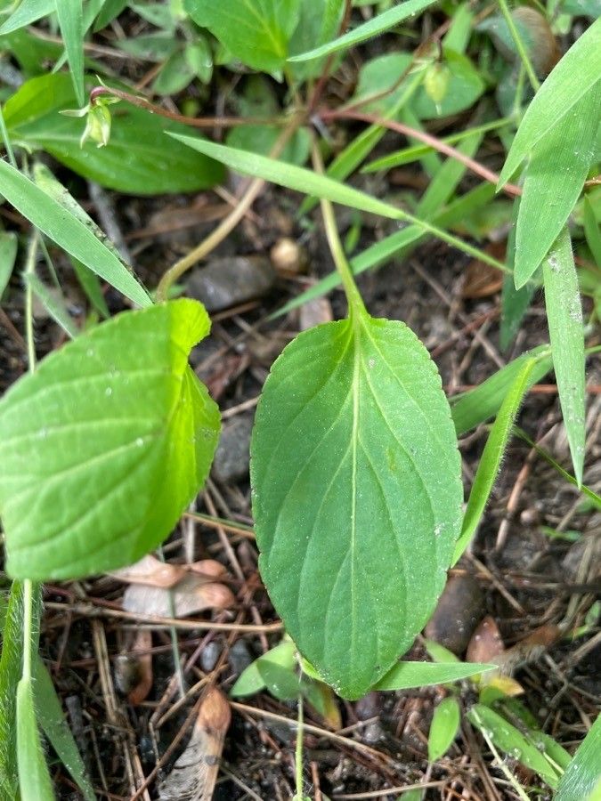 Viola lanceolata — search result for 'Violaceae'