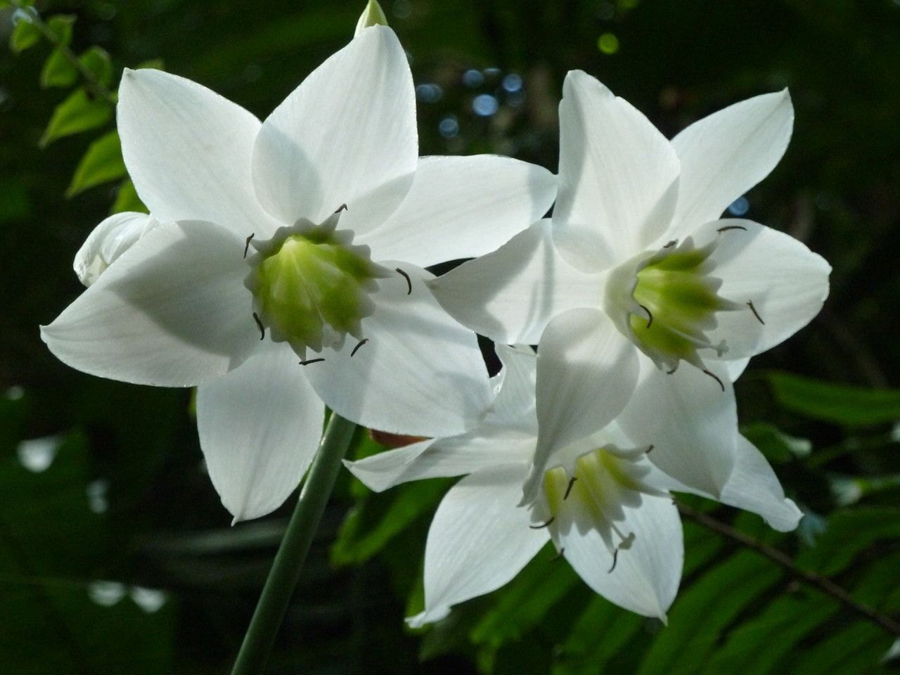 Eucharis × grandiflora flower