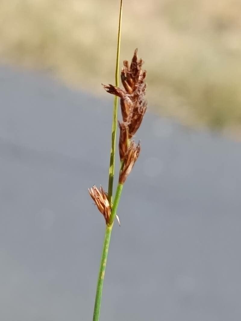 Blysmus compressus flower