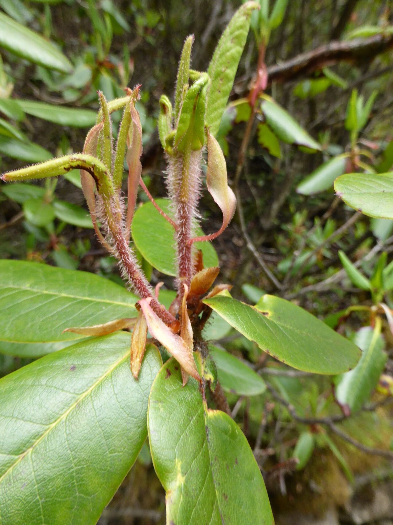 Rhododendron hirtipes — houseplant care guide