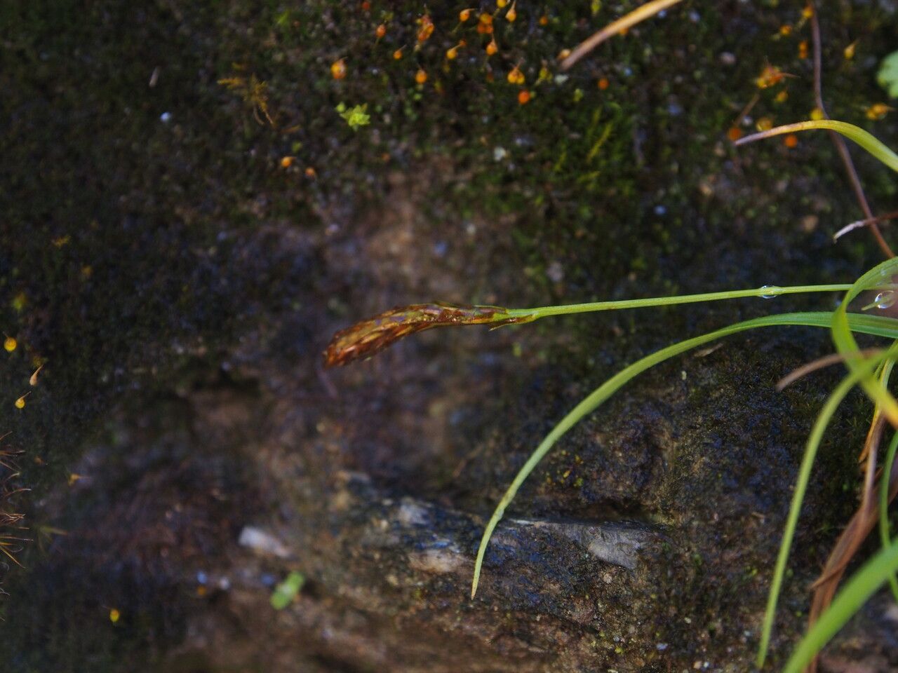 Carex breviprophylla — houseplant care guide