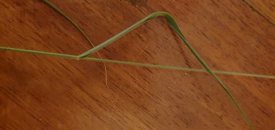 Enneapogon cenchroides — related species from the same genus