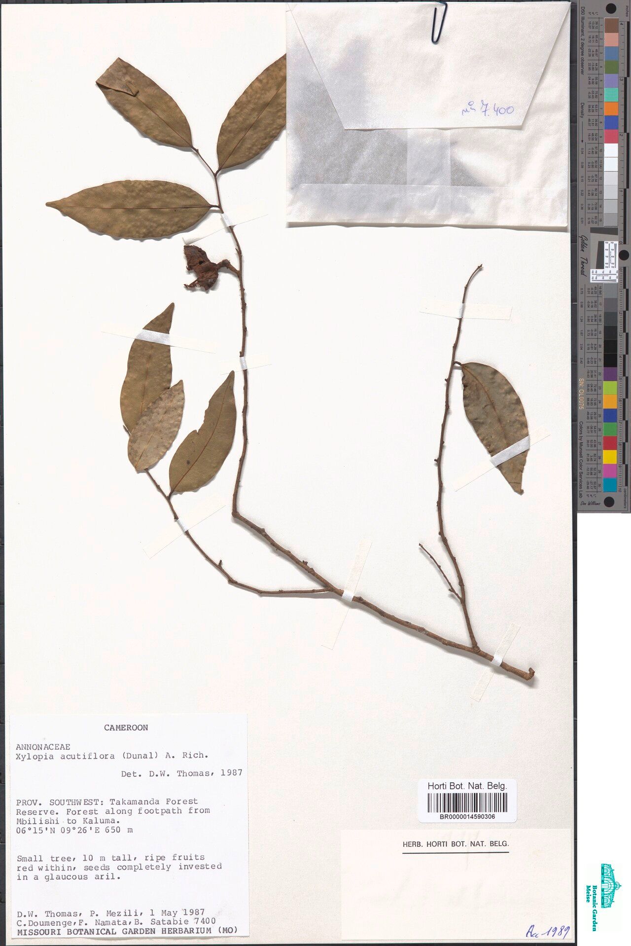 Xylopia monticola — houseplant care guide