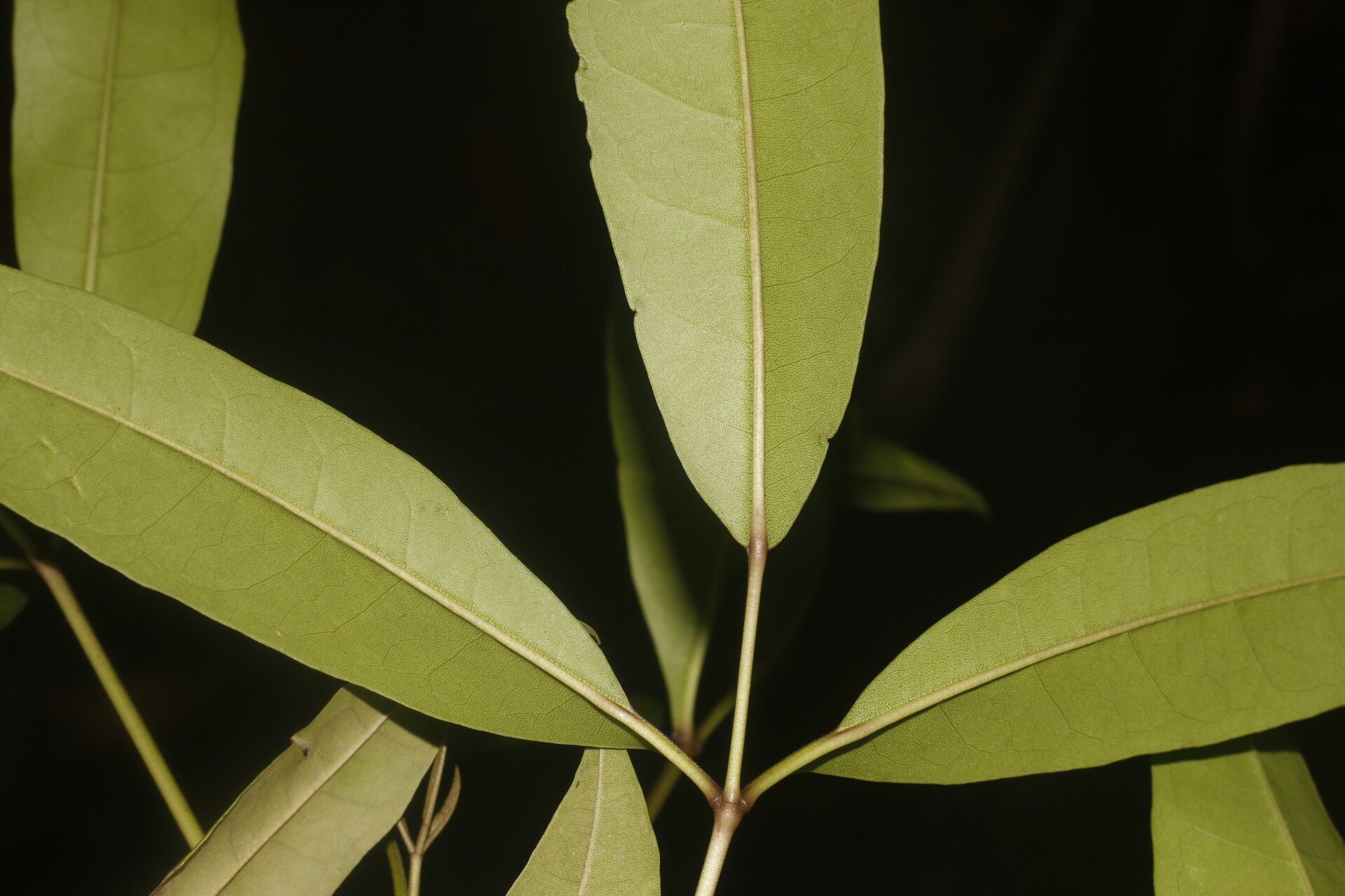 Tabebuia palustris leaf
