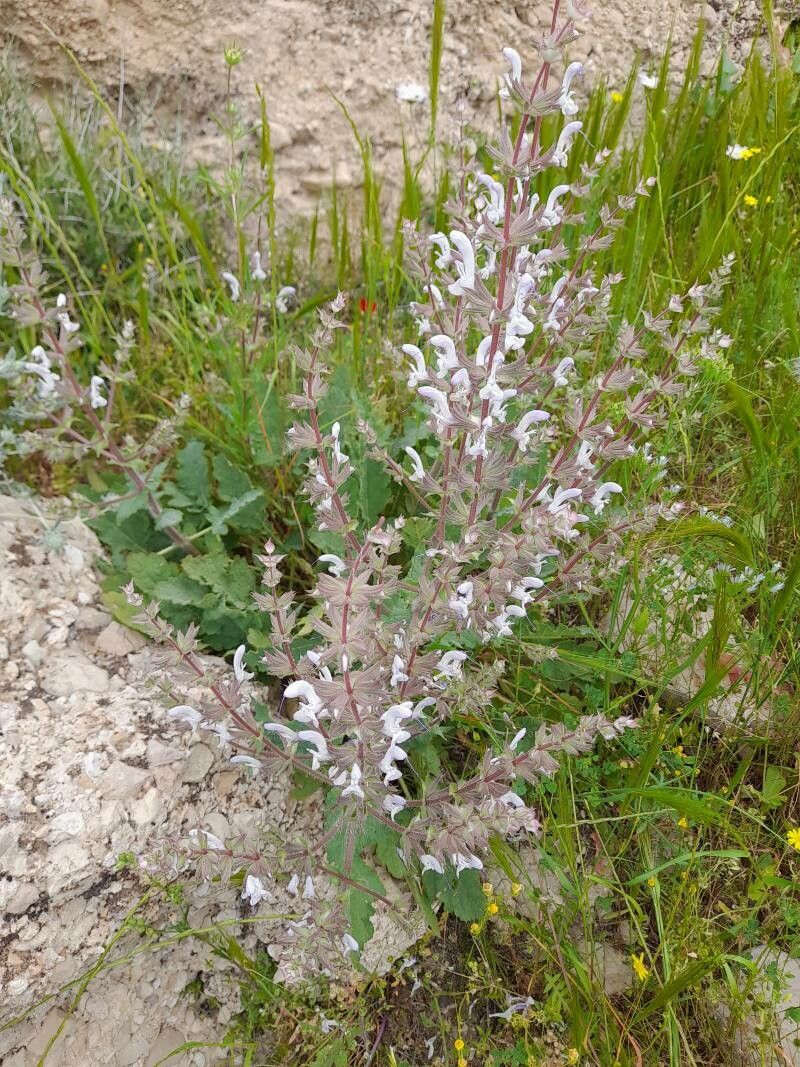 Salvia limbata habit