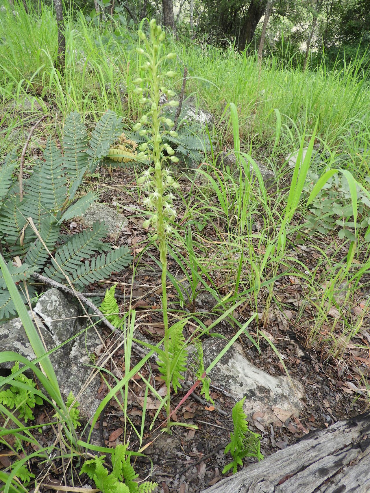 Habenaria disparilis habit