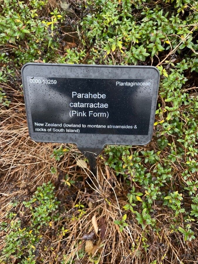 Parahebe catarractae habit