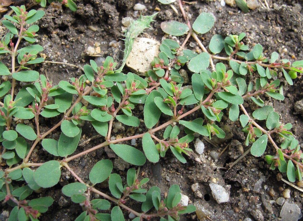 Euphorbia humifusa habit