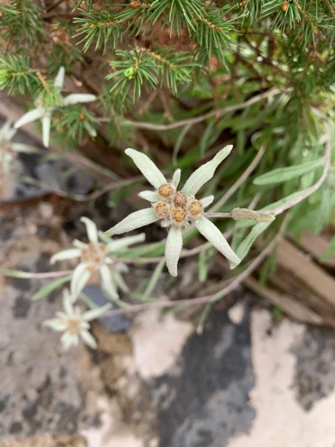 Leontopodium nivale leaf