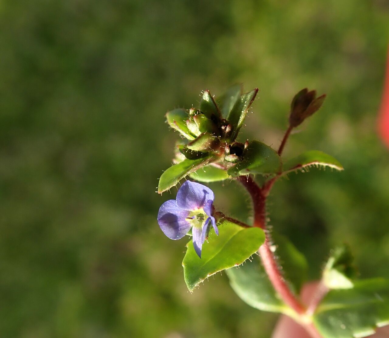 Veronica acinifolia flower