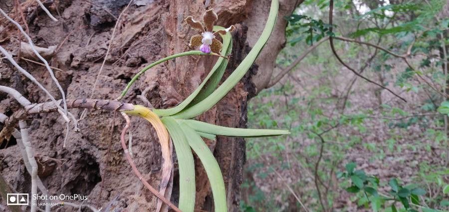 Vanda tessellata — search result for 'Vanda'