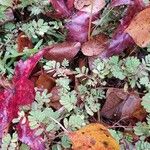 Phyllanthus urinaria