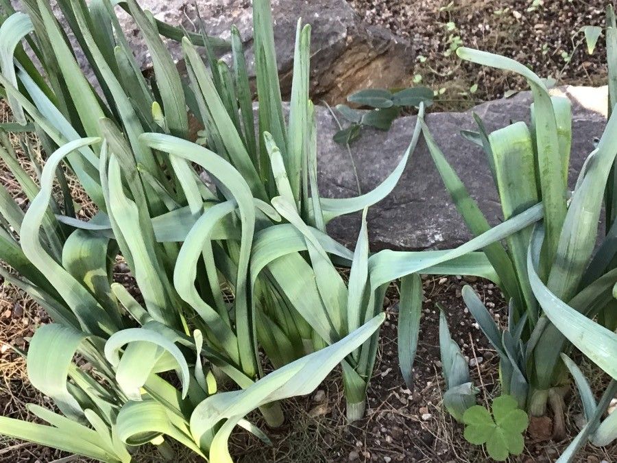 Narcissus tazetta leaf