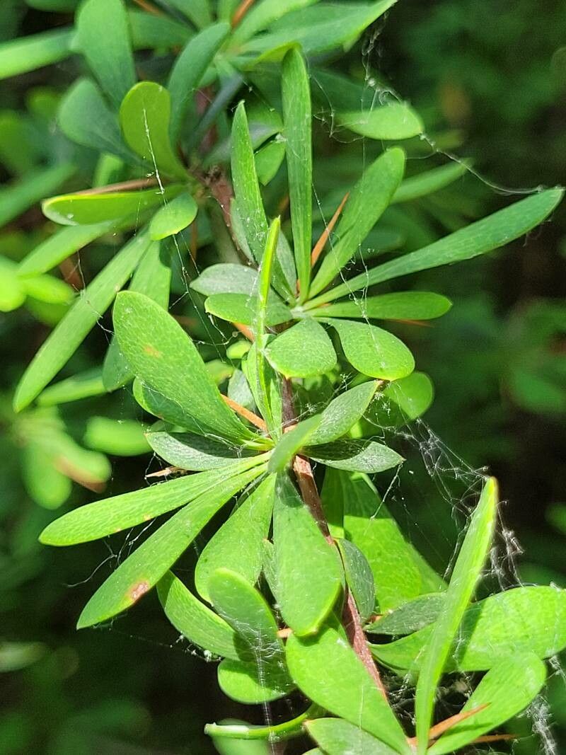 Berberis wilsoniae leaf