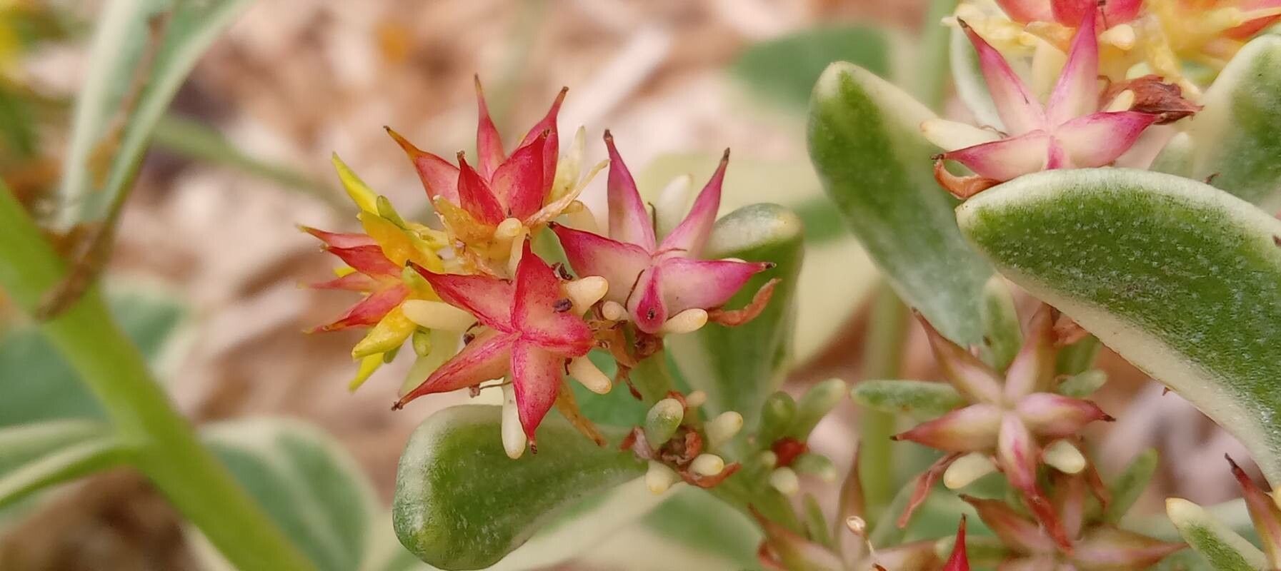 Sedum kamtschaticum fruit