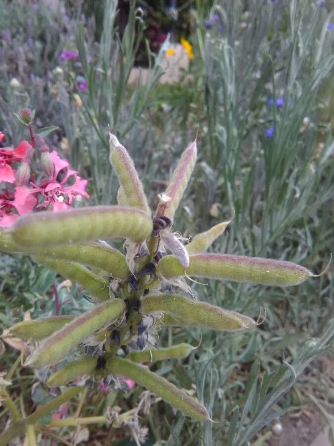 Lupinus texensis fruit