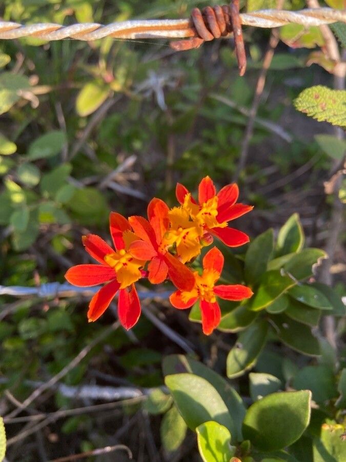 Epidendrum fulgens flower