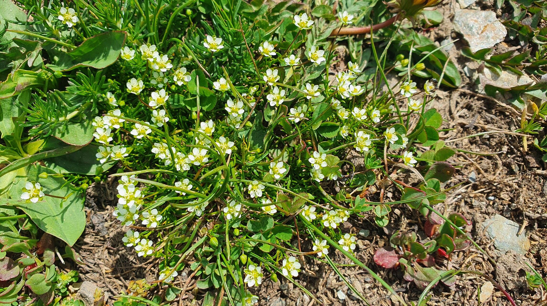 Sagina saginoides flower