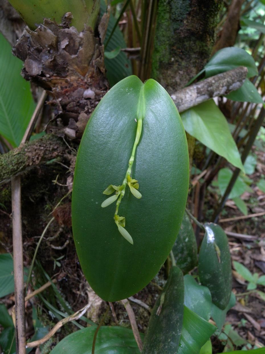 Acianthera aberrans fruit