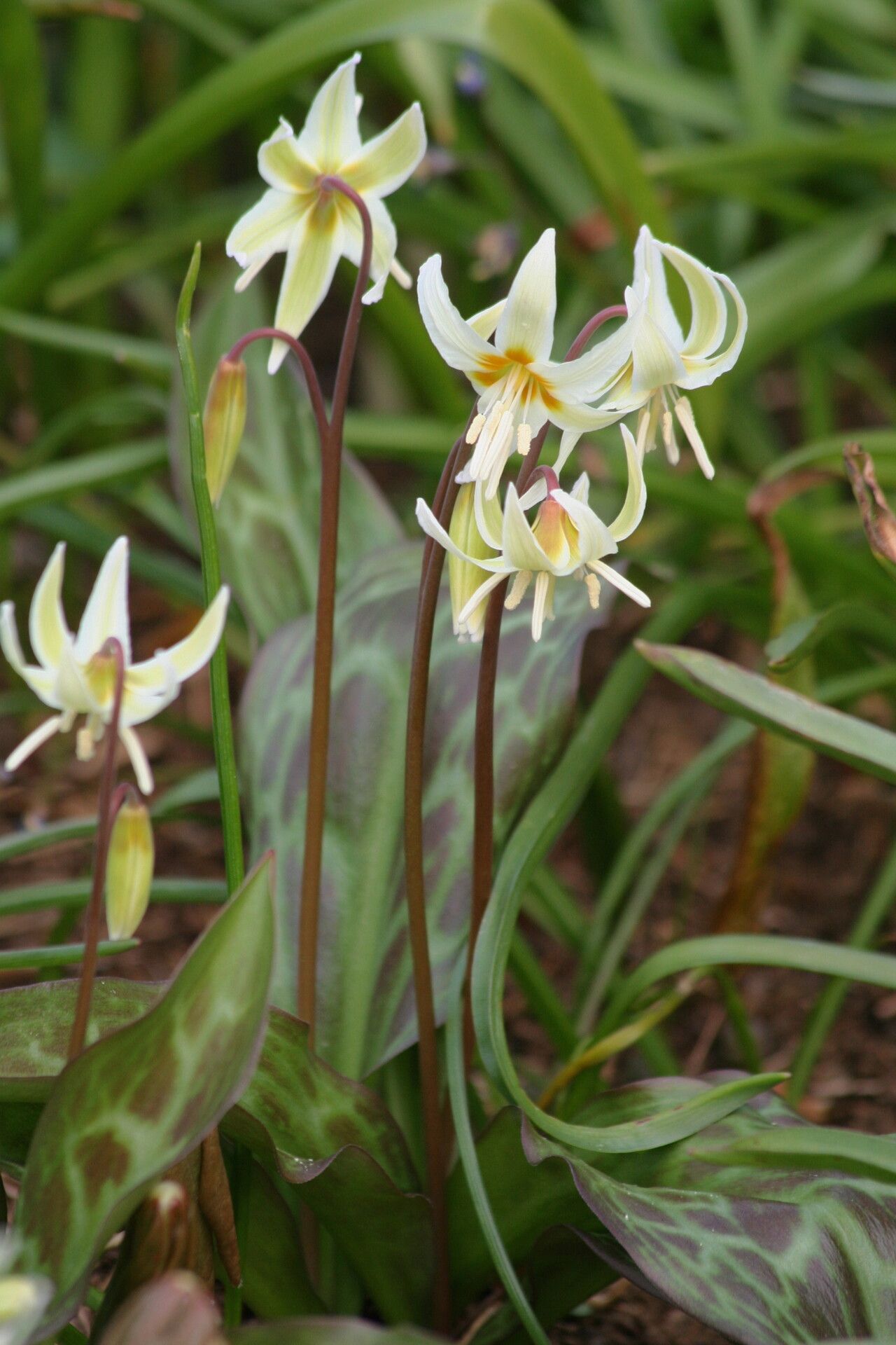 Erythronium howellii flower