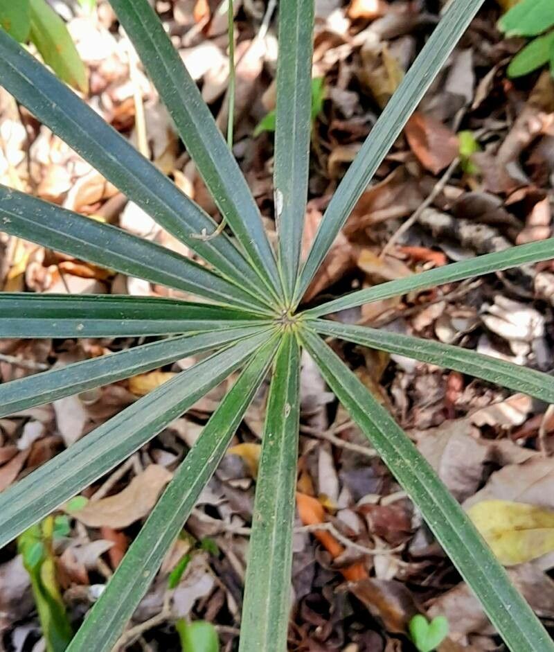 Coccothrinax argentea — related species from the same genus