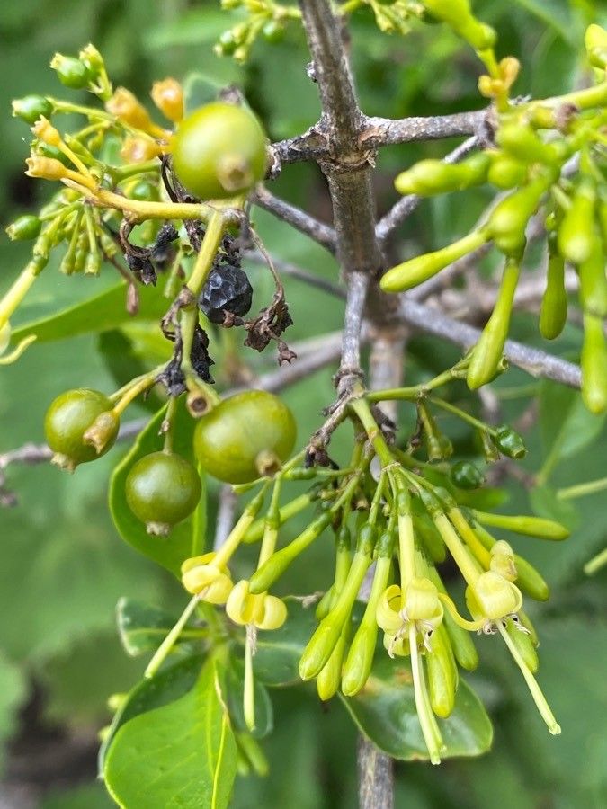 Coptosperma graveolens fruit