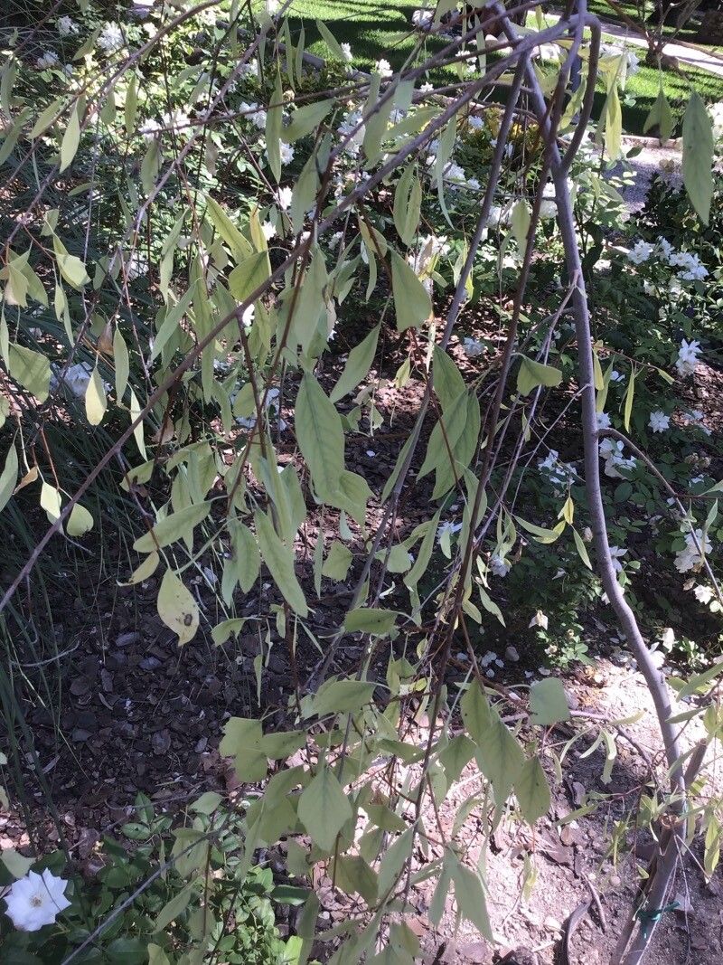 Populus euphratica leaf