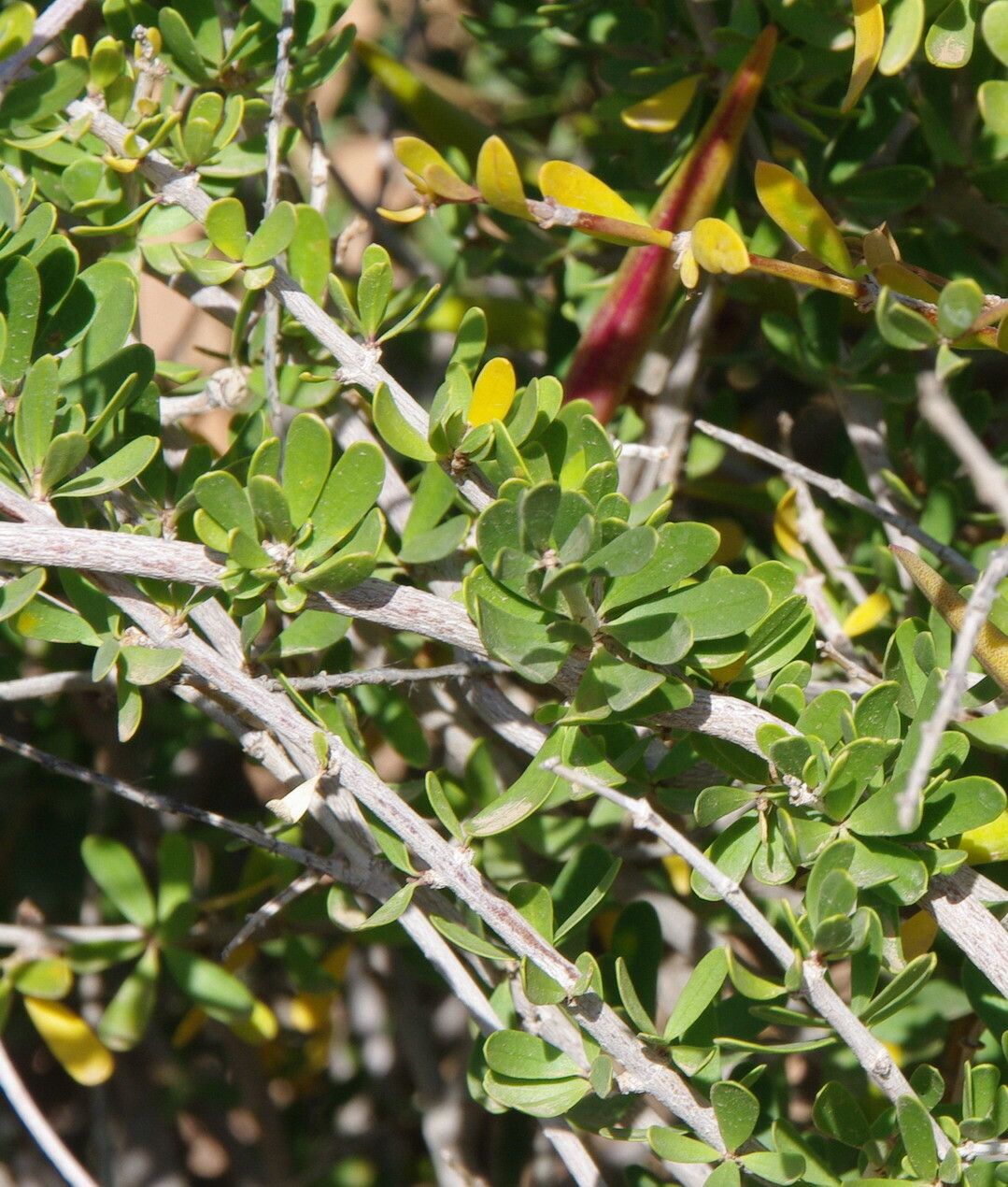 Periploca angustifolia — related species from the same genus