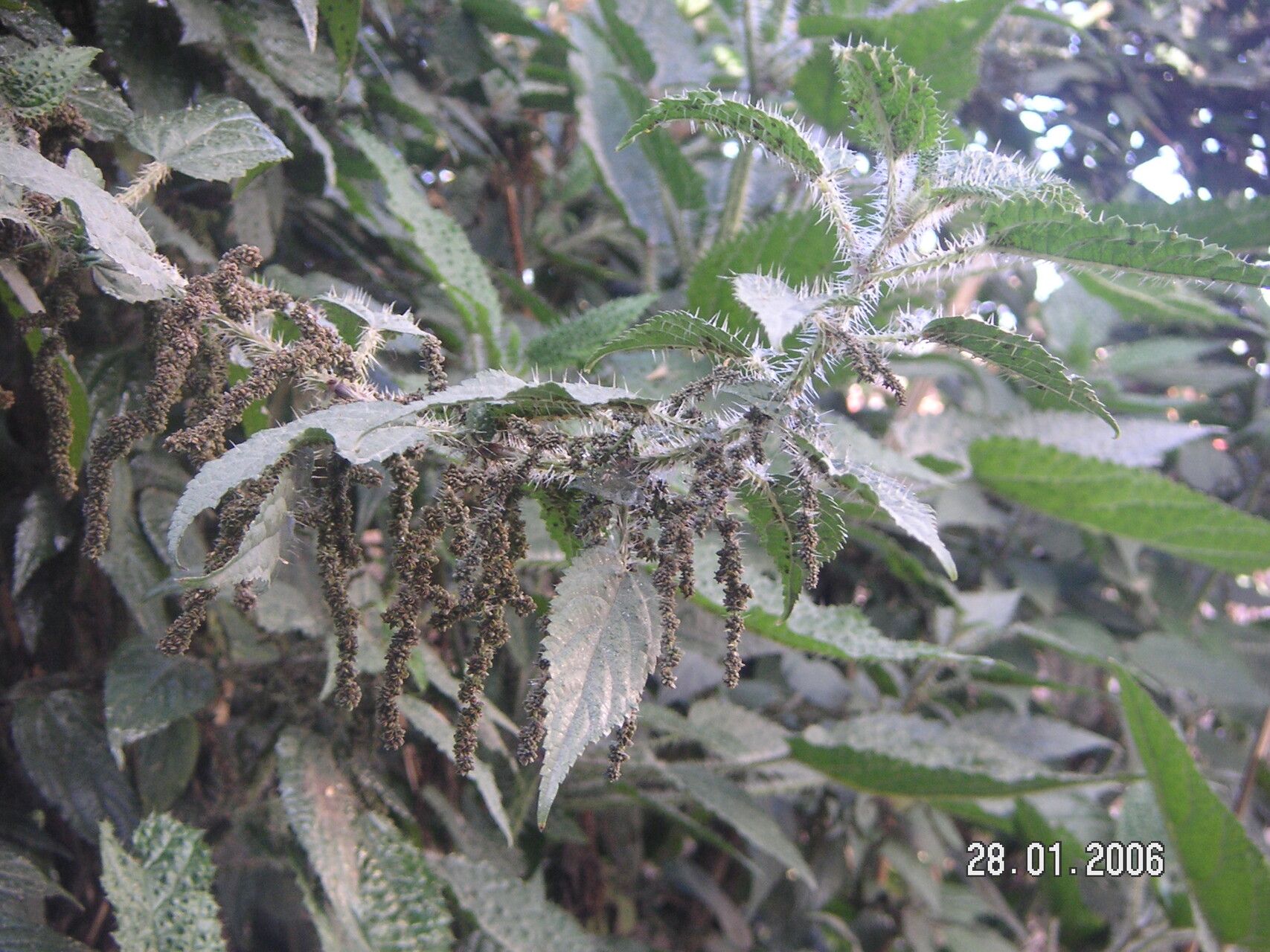 Urtica ardens