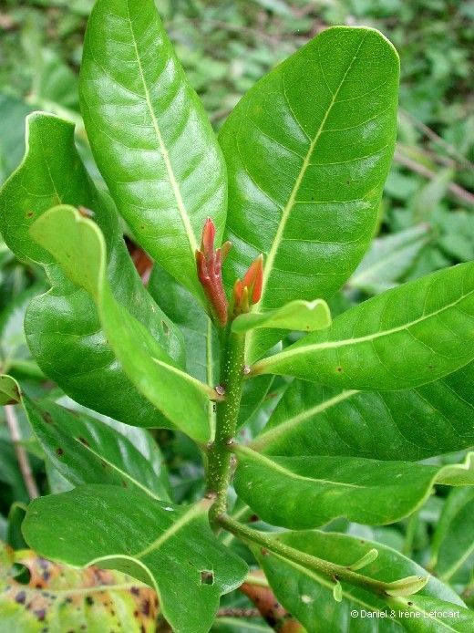 Xanthostemon carlii habit