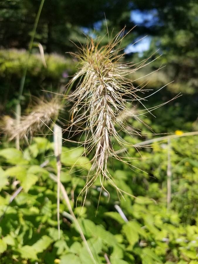 Elymus canadensis fruit