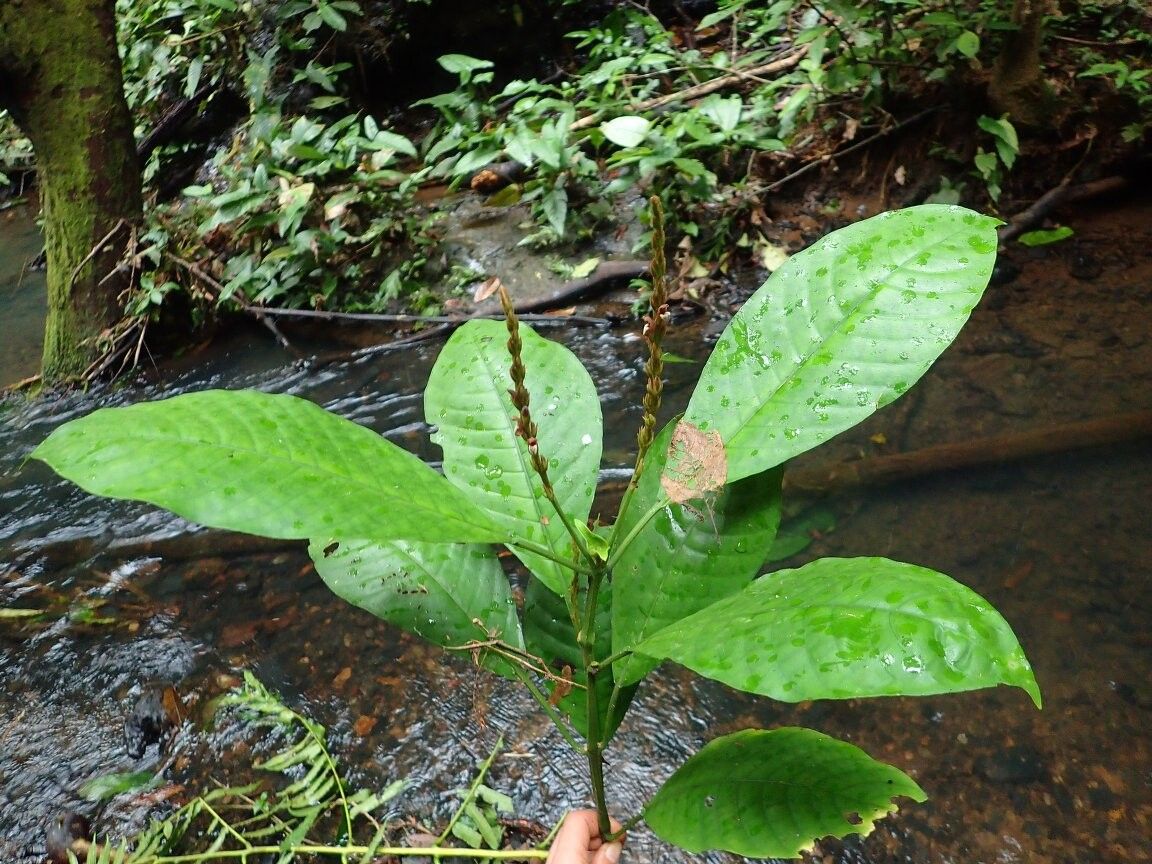 Justicia tristis — houseplant care guide