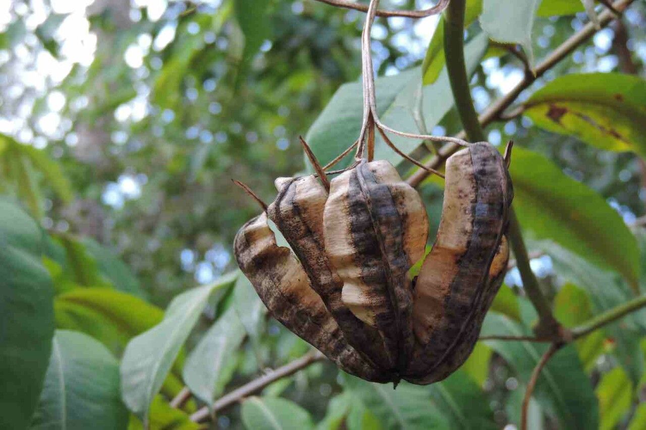 Aristolochia labiata fruit